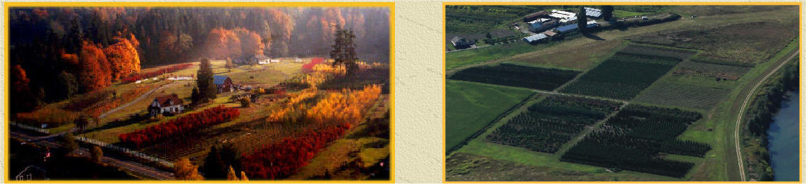 Panoramic view of NurseryTrees.com farm fields in Snohomish - ornamental trees at headquarters and evergreen trees at the river growing fields