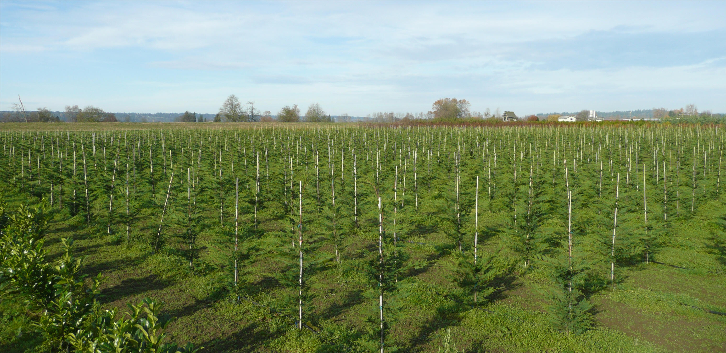 Thousands of Leyland Cypress at the river growing fields