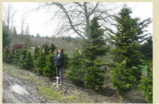 Hinoki Cypress at our tree farm