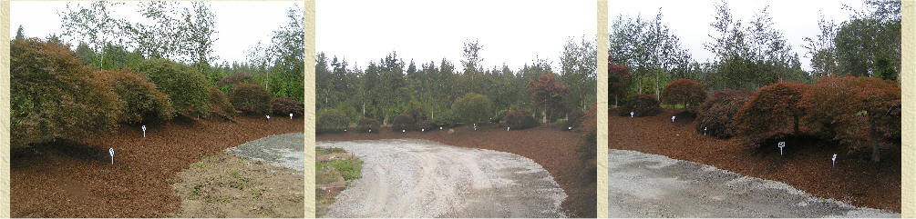 Laceleaf Japanese Maple