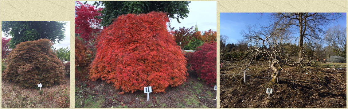 Laceleaf Japanese Maple specimen