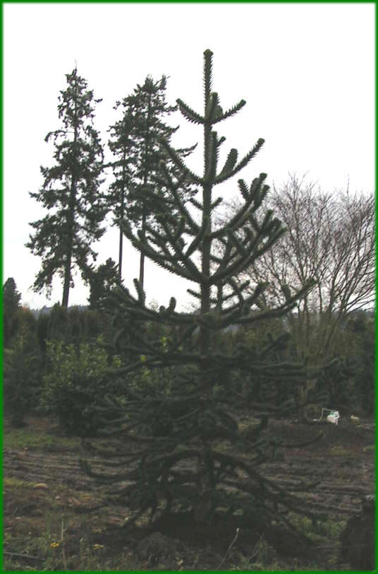 Large Monkey Puzzle Tree