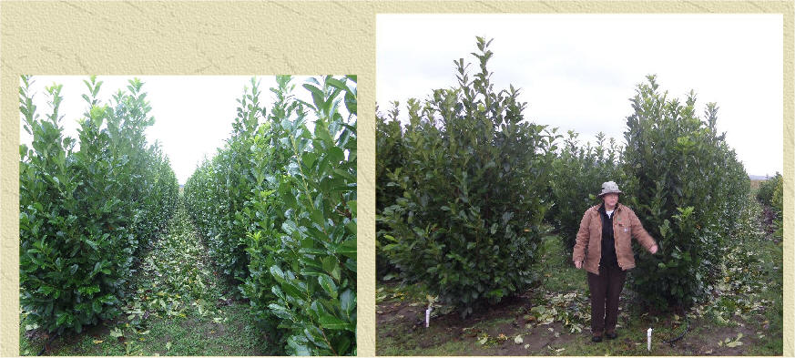 Hedged English Laurel at our river growing fields