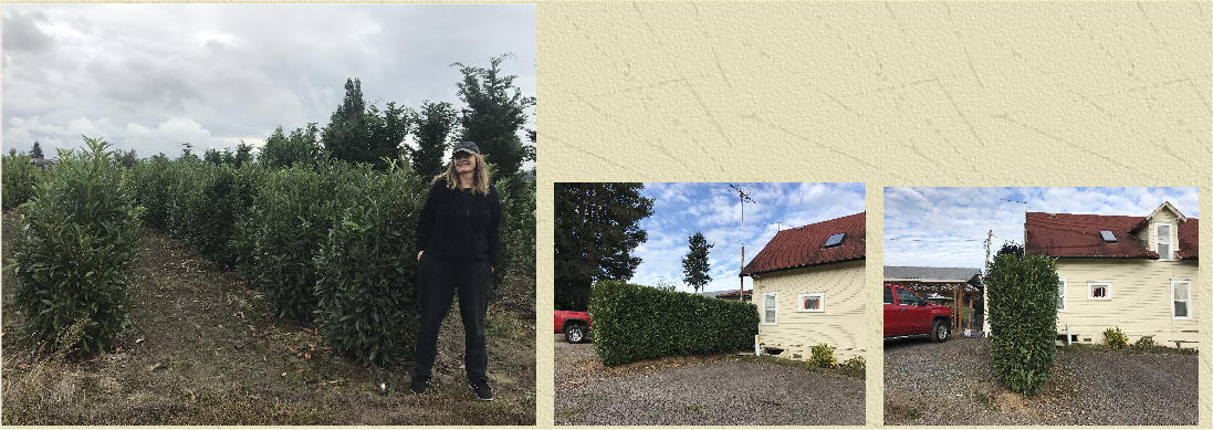 Hedged Schipka Laurel