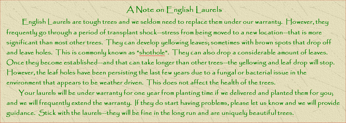 English Laurel