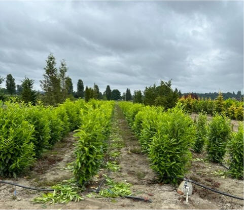 Schipka Laurel at our river growing fields