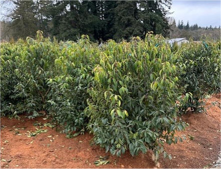 Portugal Laurel at our Snohomish tree farm