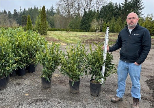 Schipka Laurel starter trees
