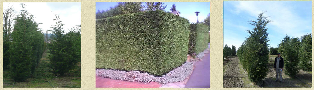 Leyland Cypress planted for privacy