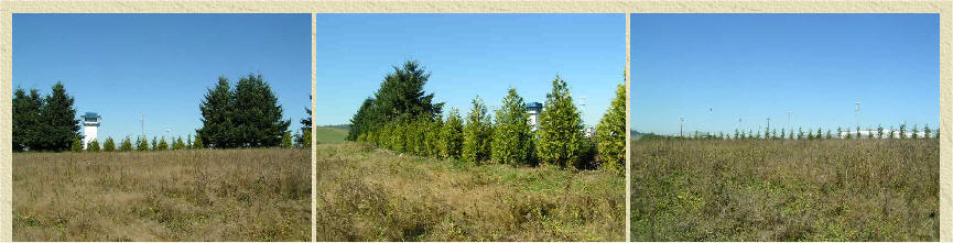 Screening along prison boundary with Excelsa Cedar and Leyland Cypress