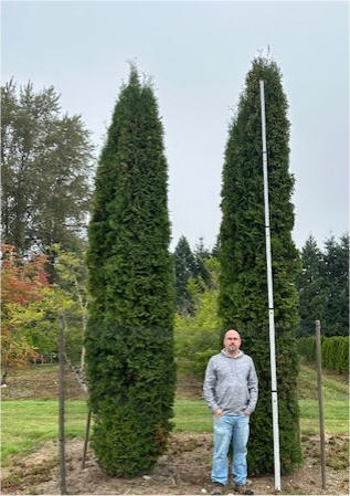 Thin Man Arborvitae