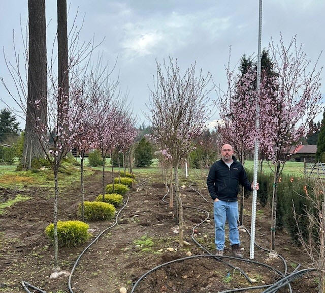 Thundercloud Plum in bloom