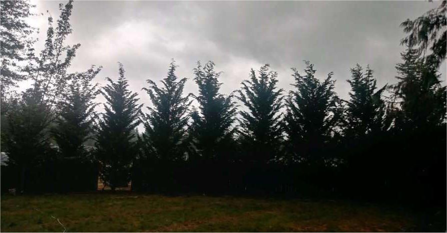 Leyland Cypress screening housing development