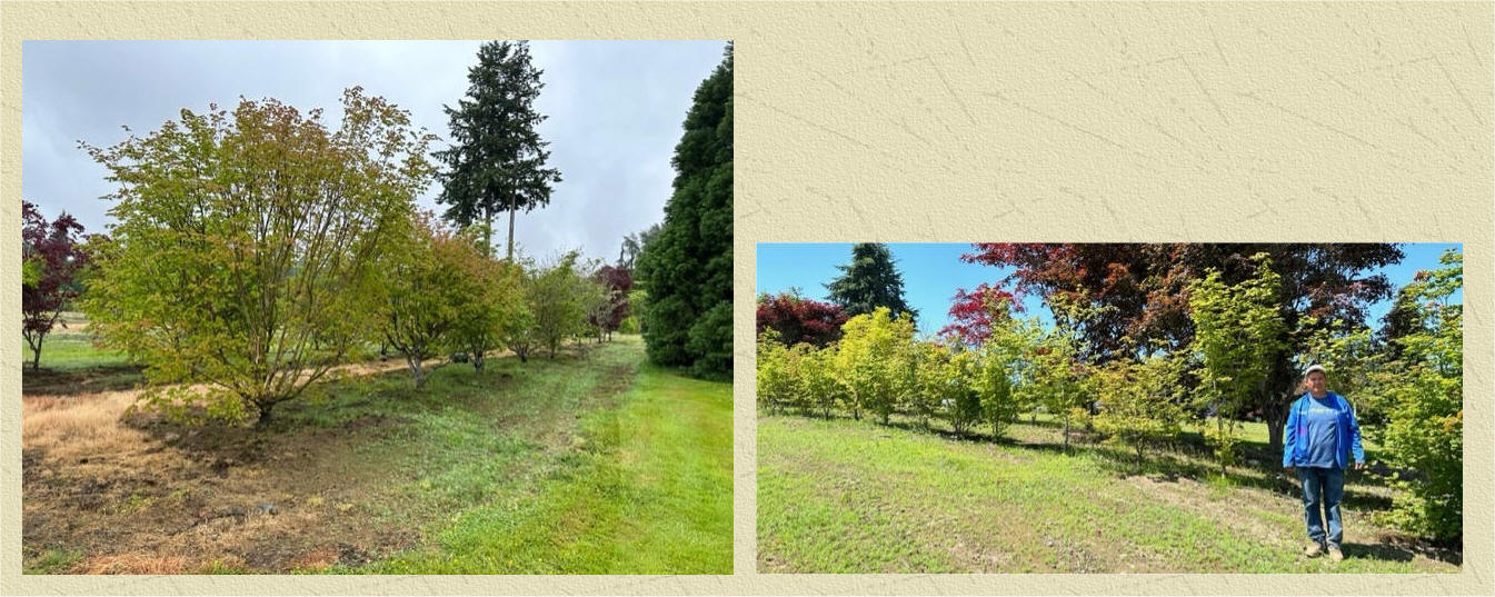 Vine Maple at our Snohomish tree farm