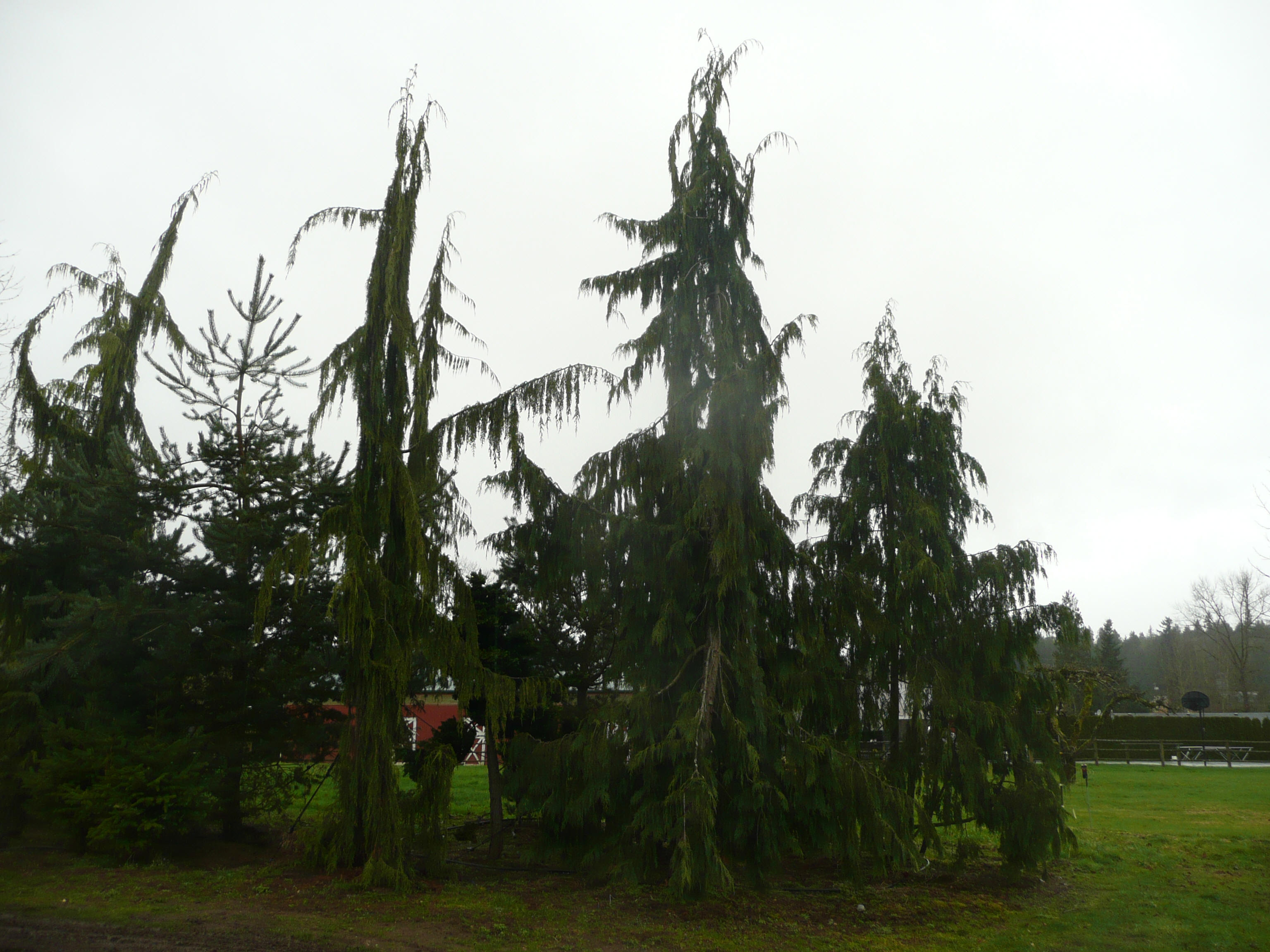 Weeping Alaska Cedar at our tree farm