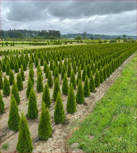 Emerald Green Arborvitae