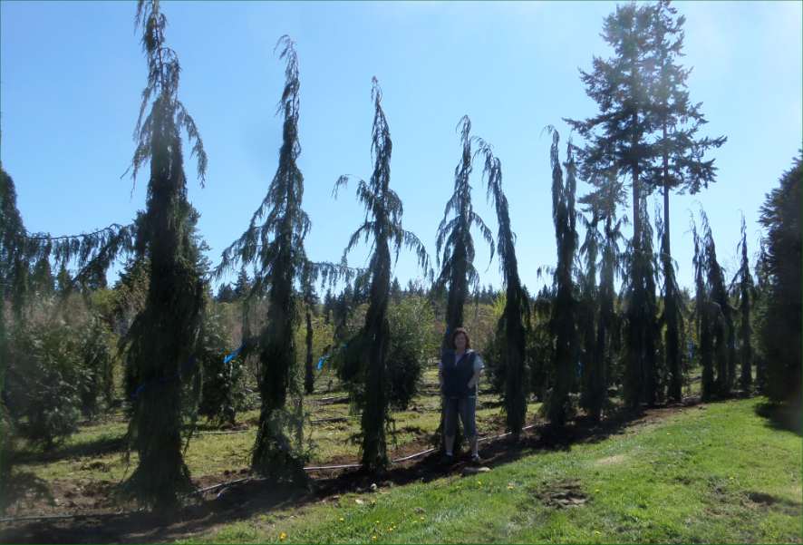 Weeping Alaska Cedar Green Arrow