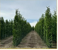&ldquo;Hedged&rdquo; Leyland Cypress at our River Growing Fields