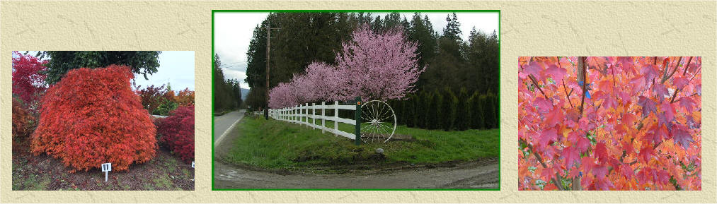 Ornamental and Landscape Trees at NurseryTrees.com