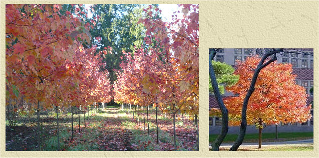 Red Sunset Red Maple in fall color