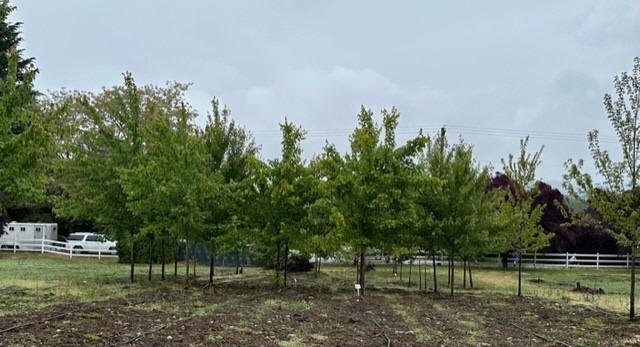 October Glory Red Maple in fall color
