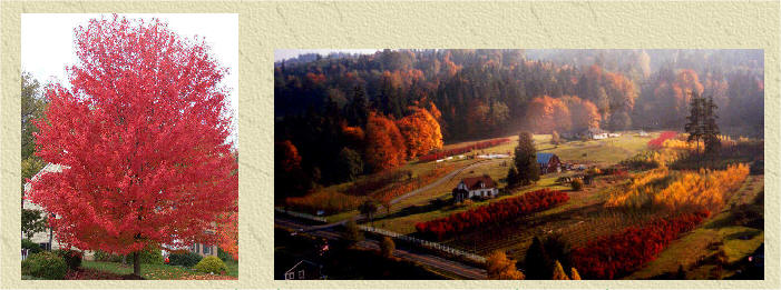 Red Sunset Red Maple