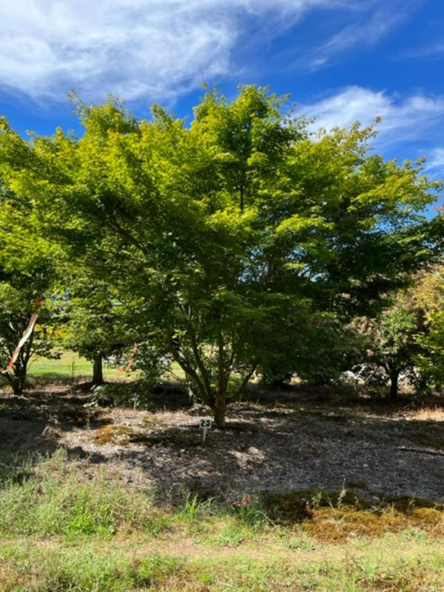Greenleaf Japanese Maple