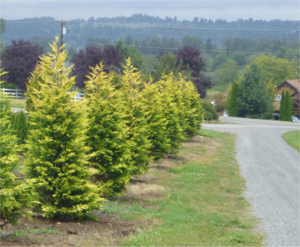 Arborvitae Size Chart