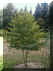 photoditto_036.jpg (61594 bytes)